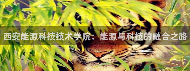 申博app下载