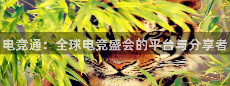 vkgame威客电竞